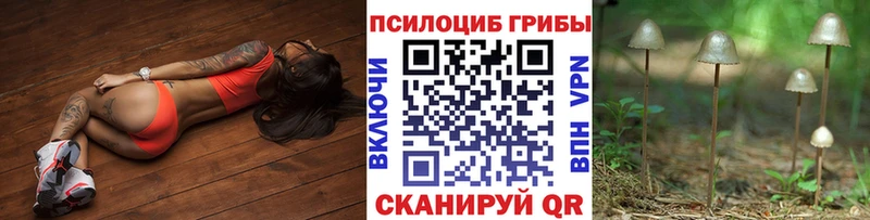 где найти наркотики  hydra ссылка  Галлюциногенные грибы Psilocybe  Котлас 