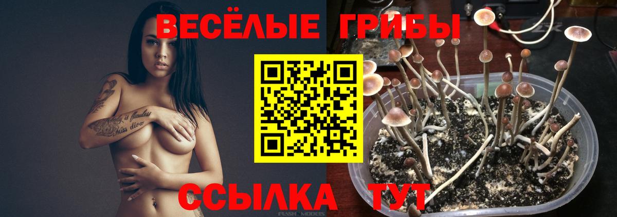 Галлюциногенные грибы прущие грибы Котлас